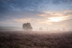 Landschaft lila Moor