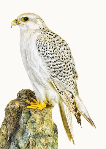 Rariteiten Cabinet Vogel_02