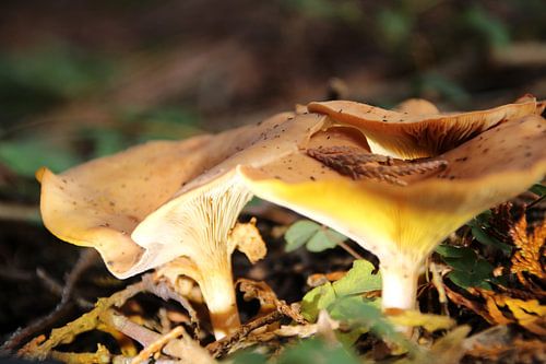 Paddenstoel van Marieke van Milligen