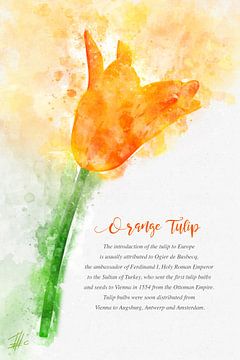Oranje Tulp van Theodor Decker
