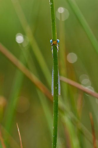 stiekeme tengere grasjuffer