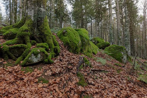 Deutschland - Schwarzwald - Günterfelsen von Shooting-Art