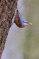 Nuthatch