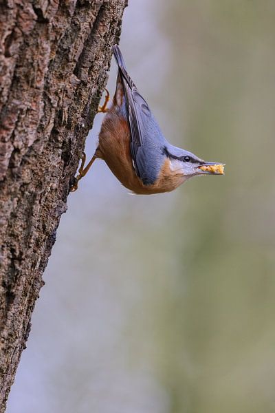 Nuthatch by Karin van Rooijen Fotografie