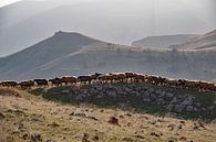 Sheep going home in the mountains of Armenia near Zorats Karer von Anne Hana Miniaturansicht