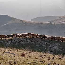 Sheep going home in the mountains of Armenia near Zorats Karer by Anne Hana