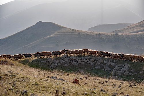 Sheep going home in the mountains of Armenia near Zorats Karer