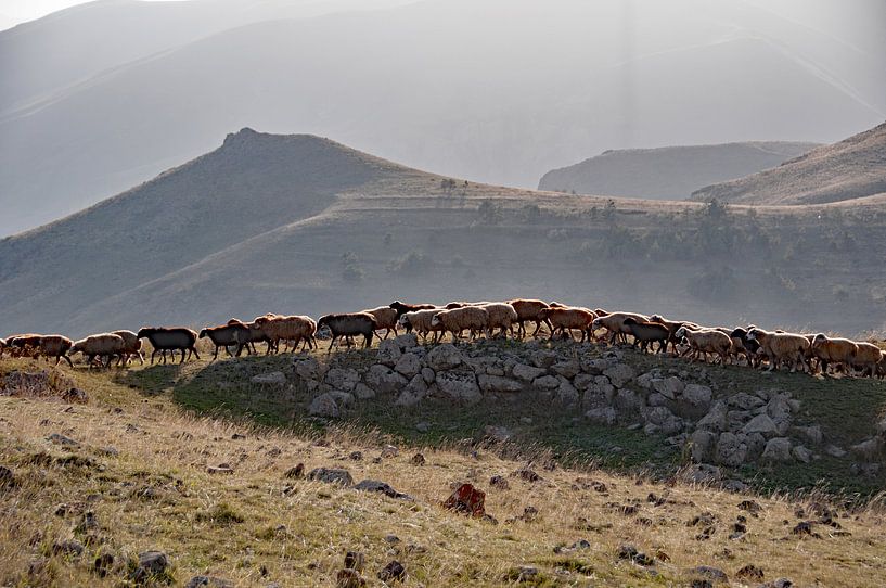 Schaapskudde in de bergen van Armenië bij Zorats Karer van Anne Hana