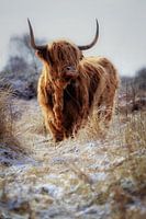 tough highlander in snowy landscape