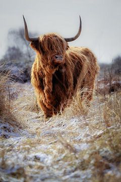 stoere hooglander in sneeuwlandschap van Sugar_bee_photography