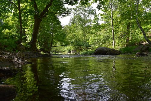 De rivier in het park in de zomer