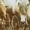 Rispað 3 von Islandpferde  | IJslandse paarden | Icelandic horses