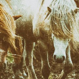 Rispað 3 van Islandpferde  | IJslandse paarden | Icelandic horses