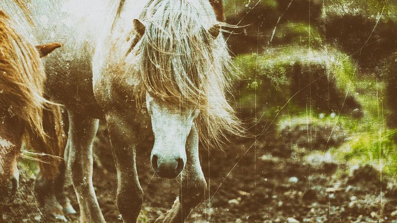 Rispað 3 par Islandpferde  | IJslandse paarden | Icelandic horses