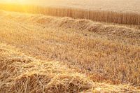 Champ de céréales au coucher du soleil