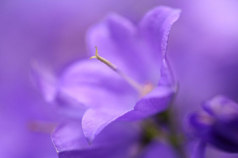 Hommage en violet par LHJB Photography