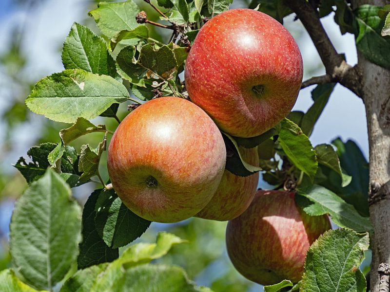 Rote Äpfel am Baum von Katrin May