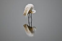 Zilverreiger