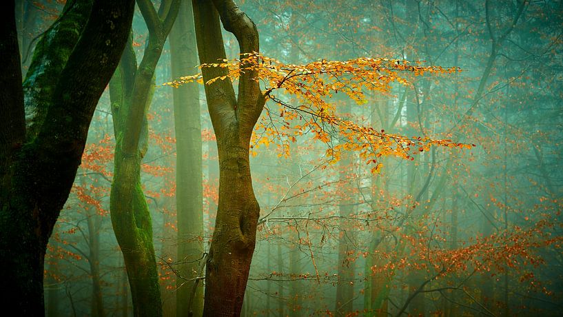 The last leaves of autumn by Jenco van Zalk