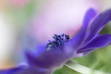 Purple Anemone by Ellen Driesse