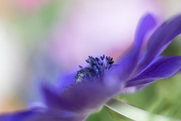 Anémone violette sur Ellen Driesse