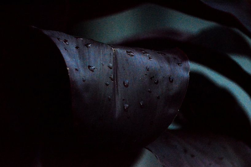 Dunkle Blätter von Walljar