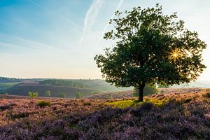 Blühende Heide auf der Posbank