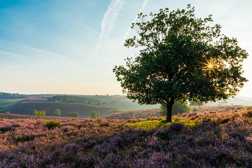 Heide in bloei op de Posbank