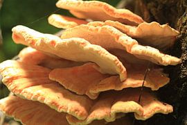 Elvenbankjes by s Zenki