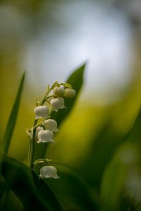 Spring flower von Wilko Ketelaar