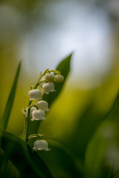 Spring flower by Wilko Ketelaar