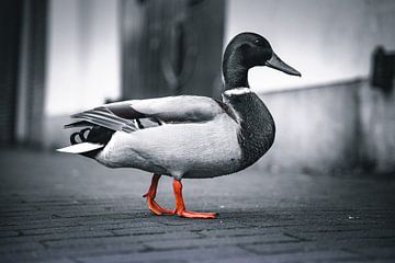 Amsterdam aux Pays-Bas n'est pas seulement noir et blanc