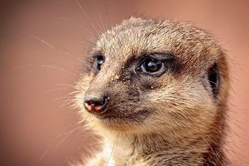 Meerkat by Rob Boon