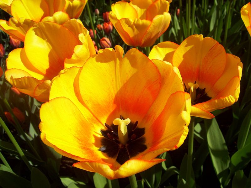 Tulip flowers by Ramon Labusch