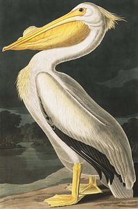 American White Pelican, John J. Audubon