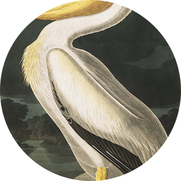 American White Pelican, John J. Audubon