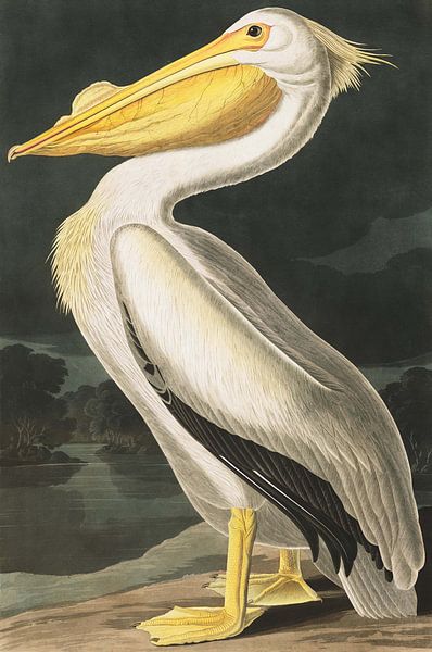American White Pelican, John J. Audubon van Meesterlijcke Meesters