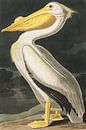 American White Pelican, John J. Audubon van Meesterlijcke Meesters thumbnail