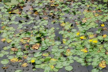 Waterlelies van Hans Heemsbergen