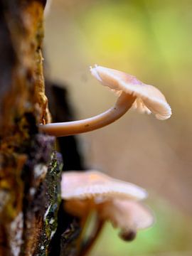 Champignons sur Sander Wijman