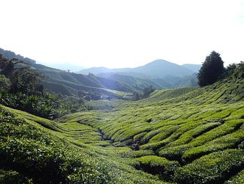 Cameron Highlands