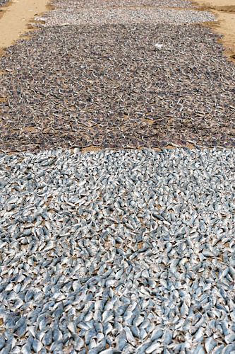 Sun dried fish von Andrew Chang