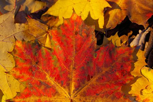 Rotes Ahornblatt, buntes Herbstlaub auf dem Boden liegend, Deutschland
