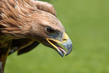Close-up of a golden eagle (Aquila chrysaetos) portrait - bird of prey in the family Accipitridae by W J Kok