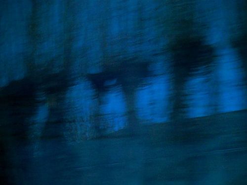 Pollard willows by night by Anita Snik-Broeken