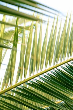 majestueuze palmboom met sterke, slanke stammen en prachtige groene bladeren van Bo Theijs