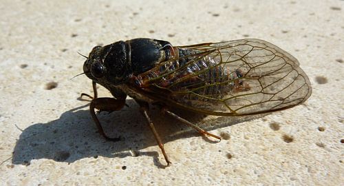 Close up van een Cicade 