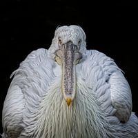 Portrait of a Dalmatian Pelican