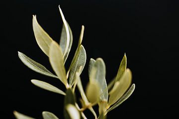 branche d'olivier dans un style lunatique