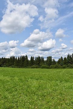 A field of clover in summer by Claude Laprise
